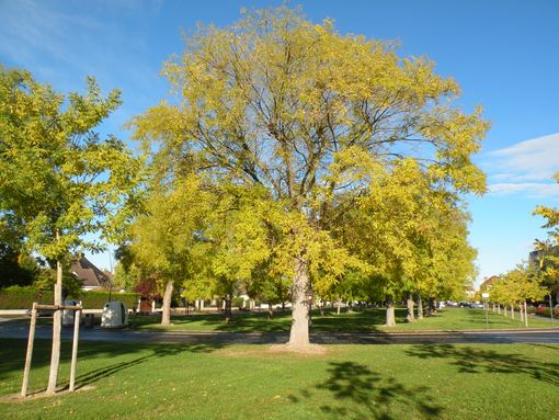  bel arbre